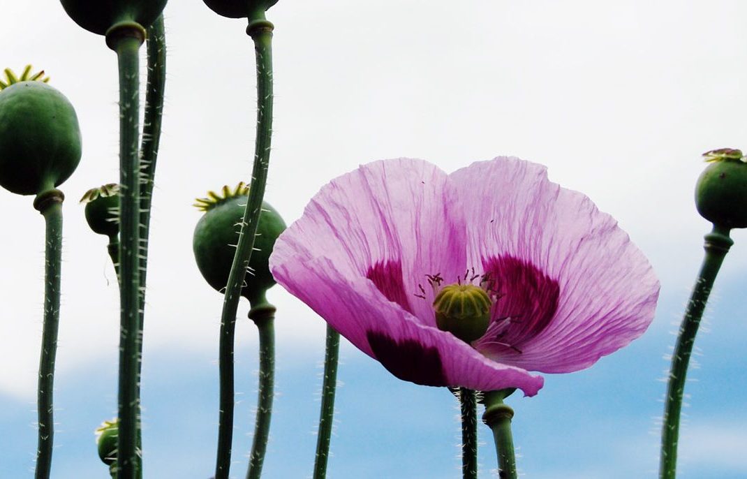 cropped-cropped-3_image-1.jpg